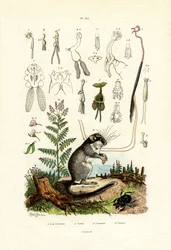 Copepods, 1833-39